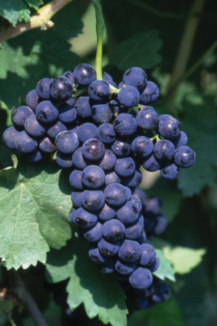 237 Aglianico in Bottiglia