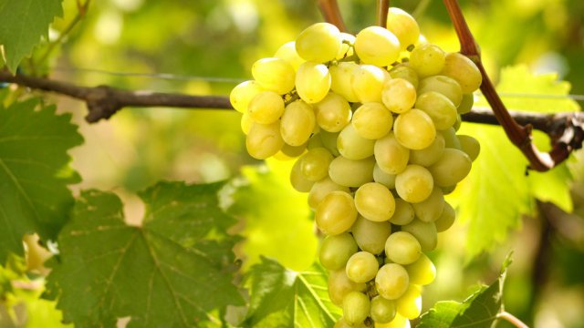 227 Greco di Tufo in Bottiglia